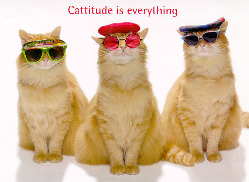 Cattitude